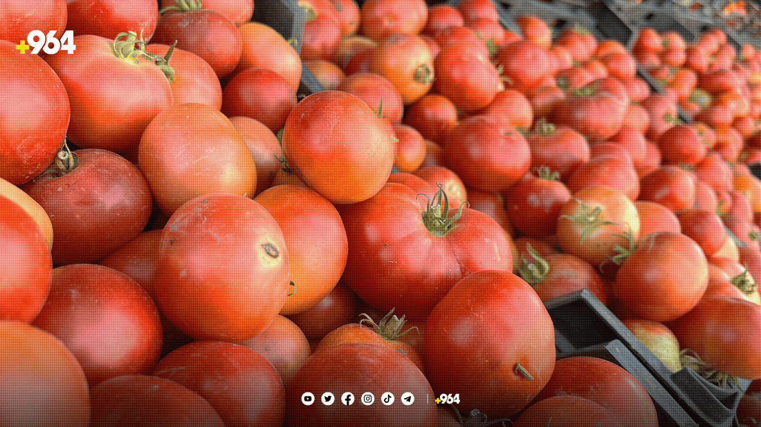 تەماتە پەمەییەکەی شارەزوور بۆ برژاندن و تەشریب بەرناکەوێت