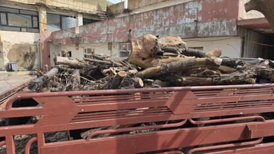 Man arrested for illegal tree cutting in Sulaymaniyah