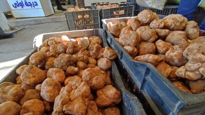 مزاد للكمأ في الموصل القديمة.. 16 ألفاً للكيلو الواحد