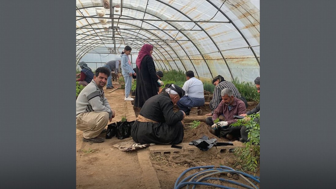 باخچەکانی سلێمانی پلانی بەرهەمهێنانی 500 هەزار نەمام و گوڵی هەیە