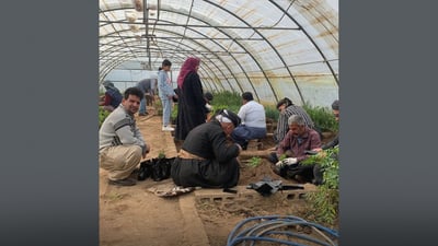 باخچەکانی سلێمانی پلانی بەرهەمهێنانی 500 هەزار نەمام و گوڵی هەیە