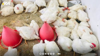 نرخی کیلۆیەک مریشک لە سلێمانی 900 دینار گران بووە