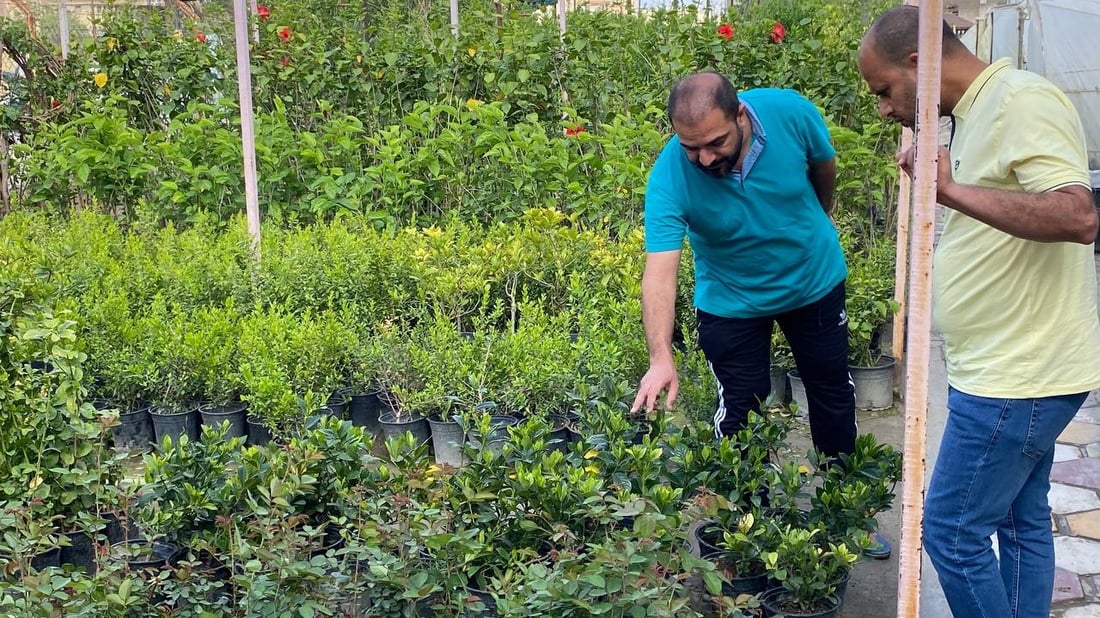 أرقام من ذي قار: أكثر 8 نباتات يشتريها أهل الناصرية من 28 مشتلاً (صور)