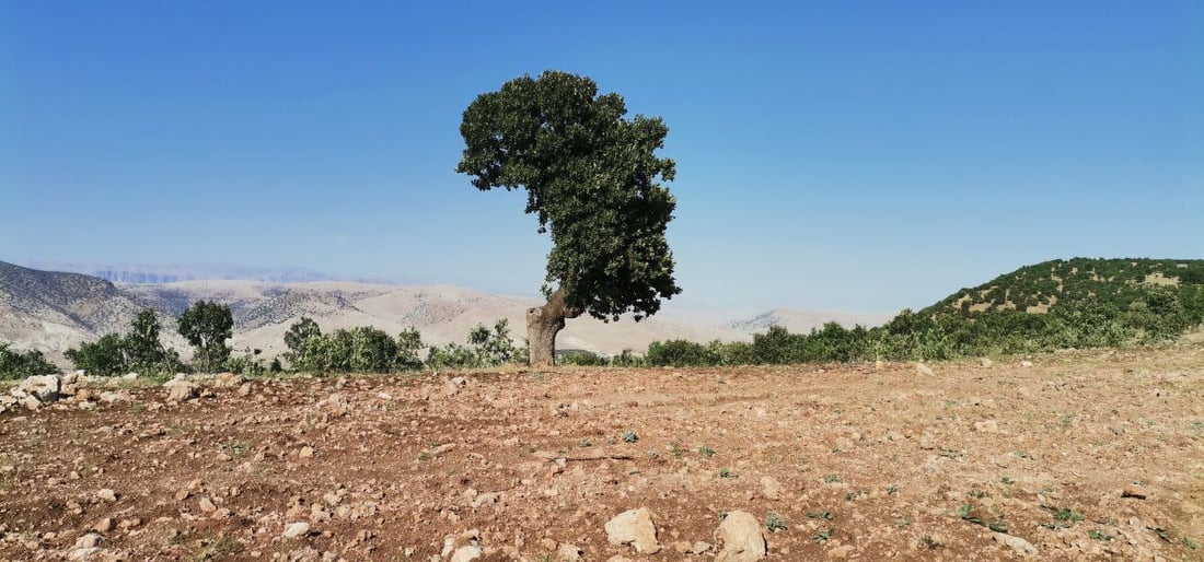زیاتر له‌ شه‌ش ملیۆن دۆنم دارستانى سروشتى له‌ هه‌رێمی كوردستان هه‌یه‌