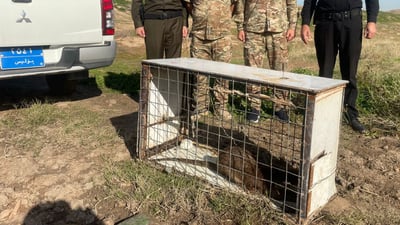 لە گوندێکی بەردەڕەش “سەگێکی ئاوی” گواسترایەوە