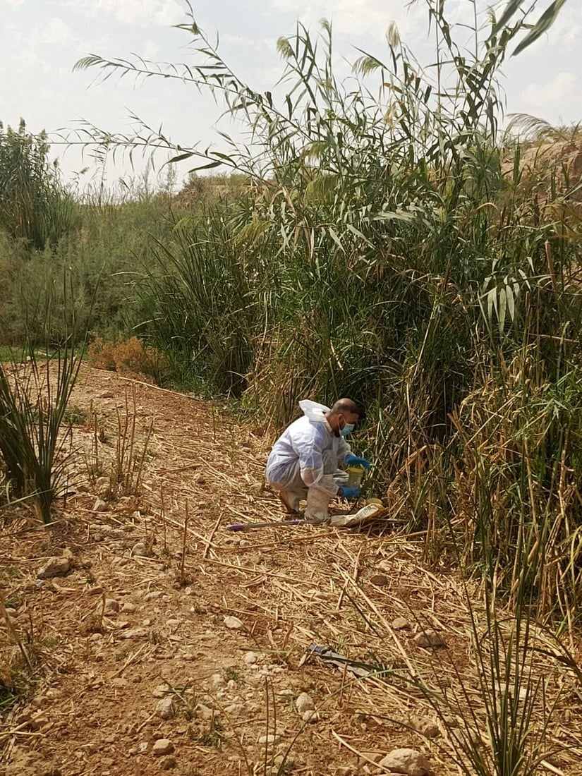 عنّه تجمع الحشرات وتفحصها لتحديد خارطة البعوض وتجهيز المبيدات المناسبة