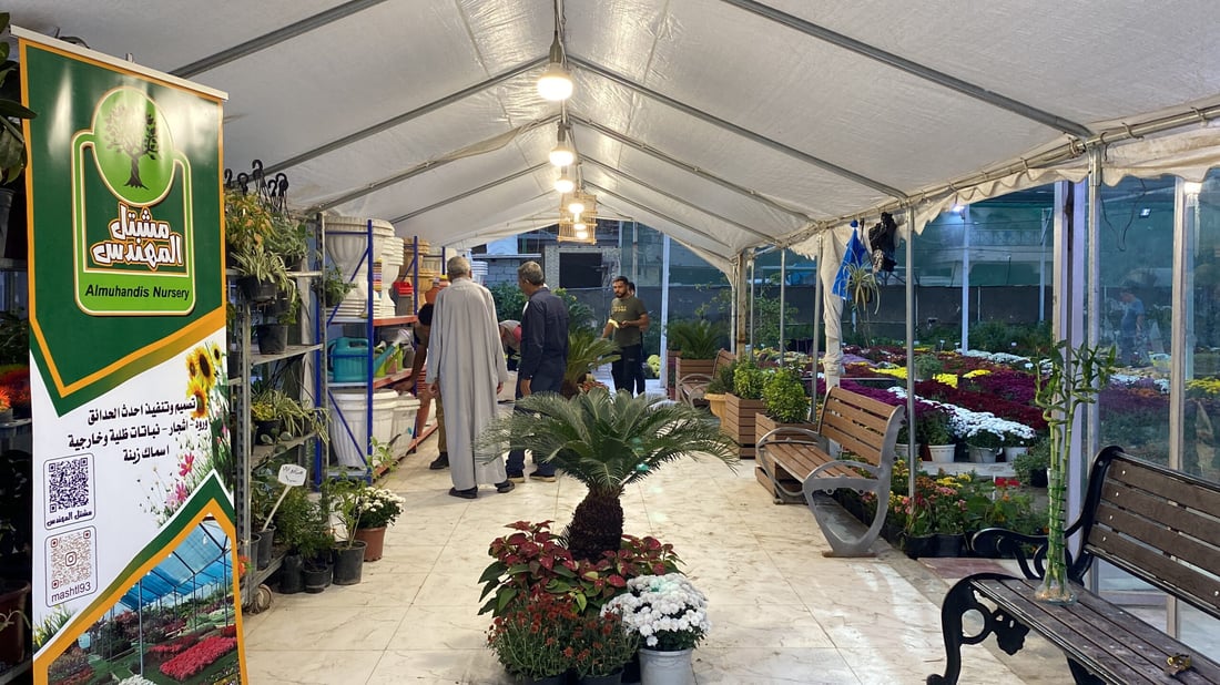 صور مذهلة من الناصرية: تخفيضات كبرى على الجوري والداوودي في مشتل المهندس