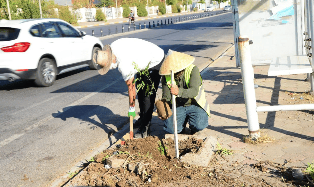 شەقام بە شەقام لەهەولێر دار دەچێندرێت