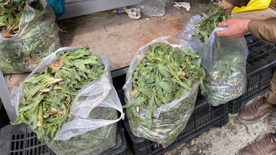 نۆبەرەی گۆرمزە هاتە بازاڕ و بەر ناکەوێت