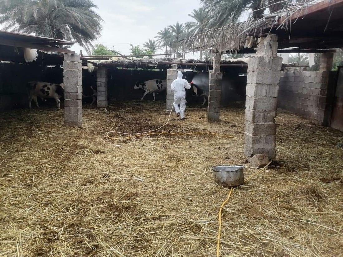 مرض صامت قد لا تشعرون به.. بابل تحذر من اللحوم في الأماكن غير المجازة