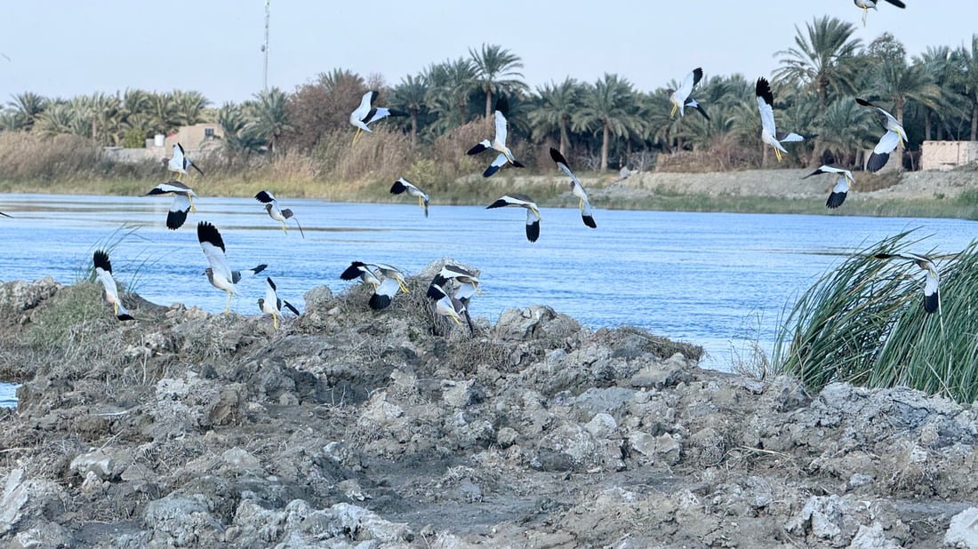 صور: عادت النوارس مع طيور الخطاف إلى شط المشخاب.. صيدها ممنوع بأمر الدولة!
