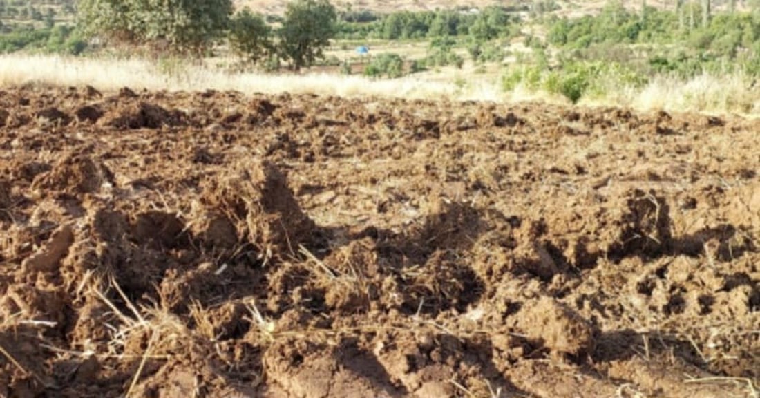 Duhok farmers begin sesame planting, but low rainfall expected to reduce yields