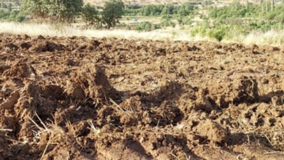 Duhok farmers begin sesame planting, but low rainfall expected to reduce yields