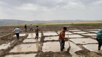 Yields slashed as water shortage threatens rice crop in Batas and Harir