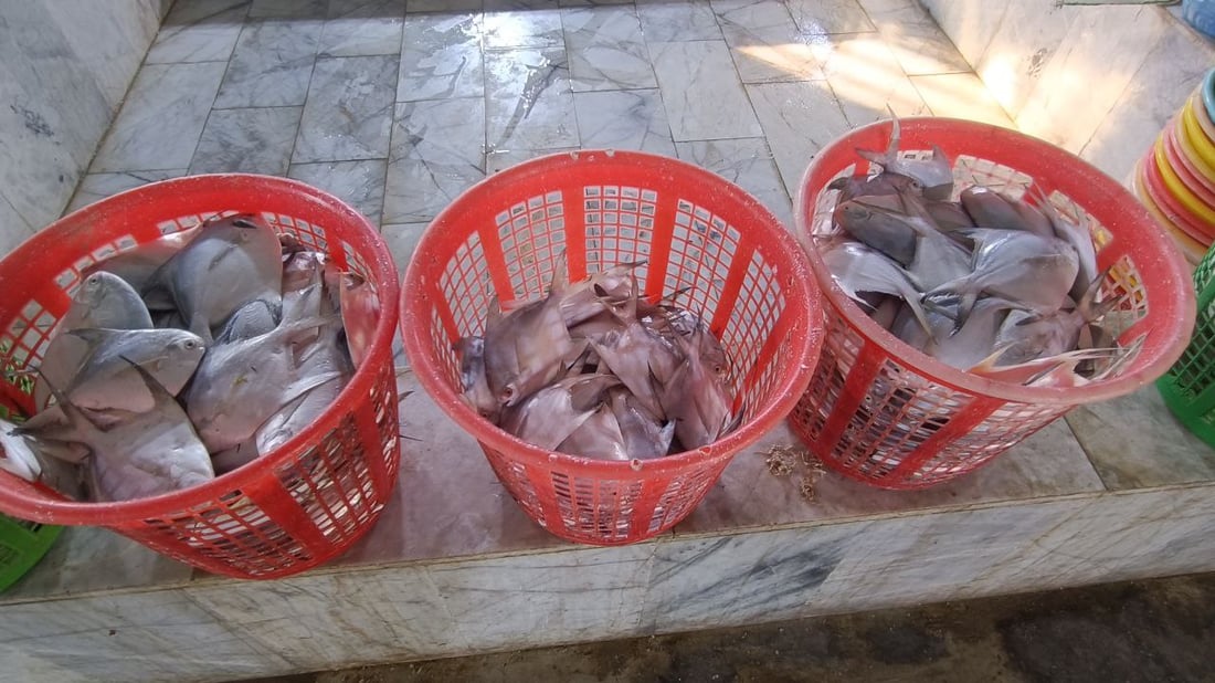 صور: عواصف “البارح” انتهت والأسماك عادت إلى الفاو.. 500 كغم زبيدي