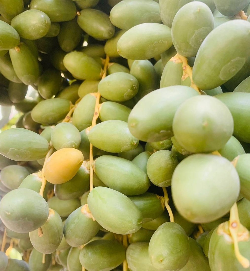 صور: الخلال الأصفر سيملأ السوق الأسبوع المقبل.. مرحلة “الهنبوش” نجحت في البصرة