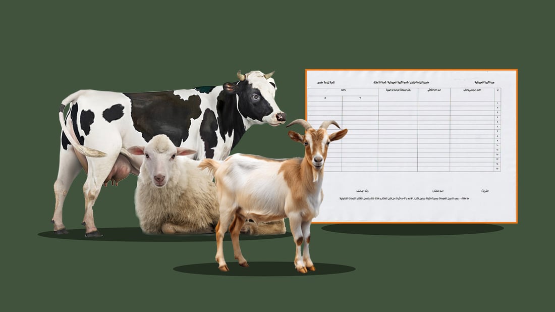 له‌ مه‌خمور ناسنامه‌ بۆ مه‌ڕ و بزن و مانگاش دروستده‌كرێت