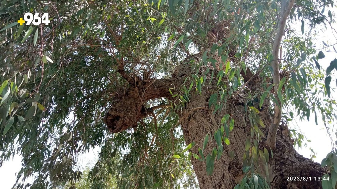 صور: طويريج تضع حراساً على 75 شجرة معمرة لحمايتها من الحطابين