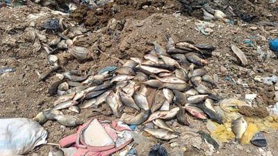 200 کیلۆ ماسی کۆن و خراپبوو خرانە ژێر خۆڵەوە