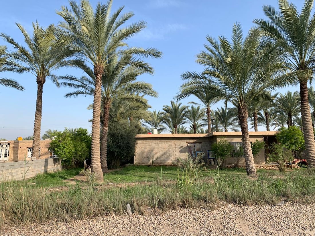 النخيل أصبح طويلاً والفلاح يتهرب من رعايته: لن نتسلق 20 متراًً في أبو غريب