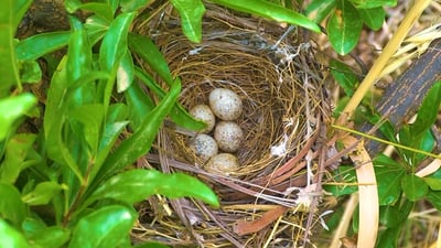 خێزانى چۆلەکەکان؛ لە هێلکەوە تا فڕین