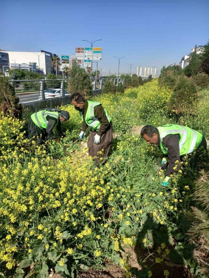بەهارە شارەوانی دەستیداوەتە رنینەوەی گژوگیای شەقامەکانی سلێمانی