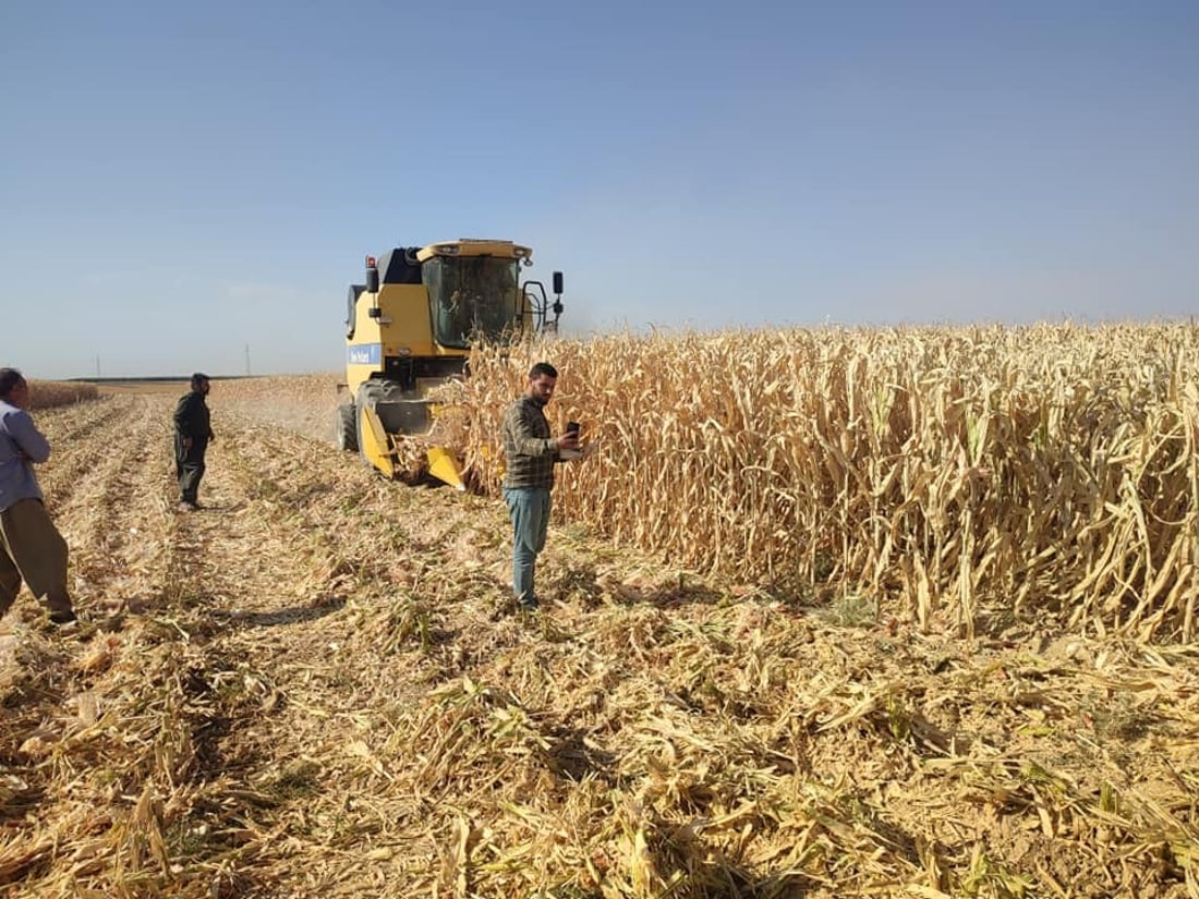 دروێنه‌ى گه‌نمه‌شامی لە مه‌خمور ده‌ستيپێكرد