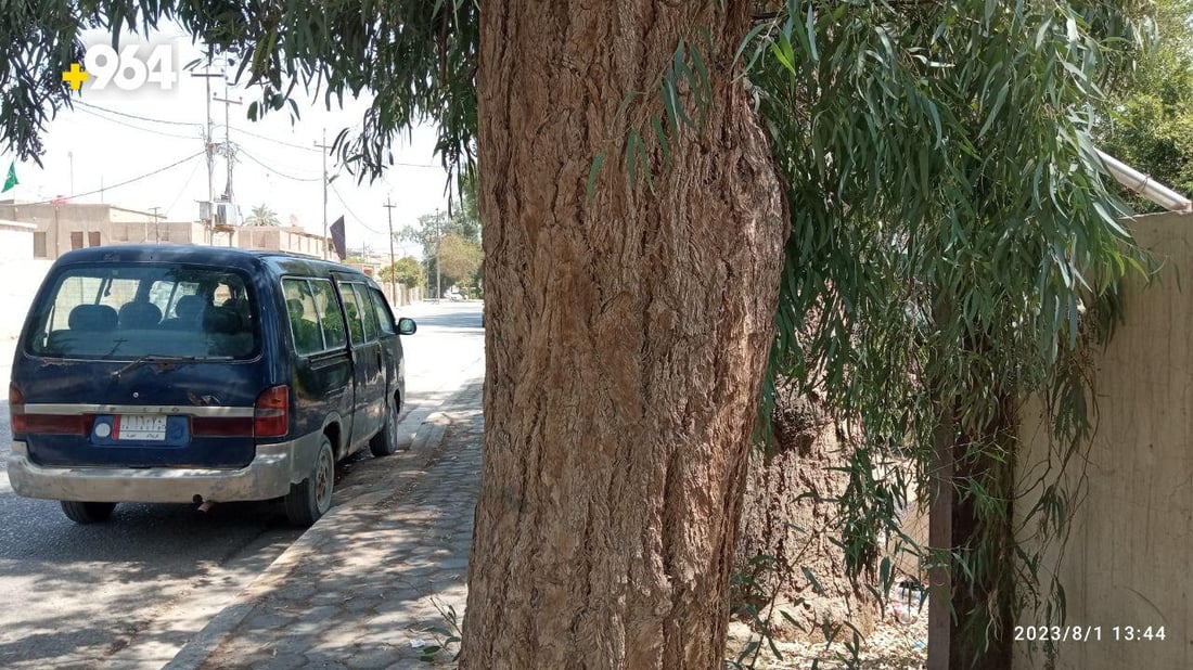 صور: طويريج تضع حراساً على 75 شجرة معمرة لحمايتها من الحطابين