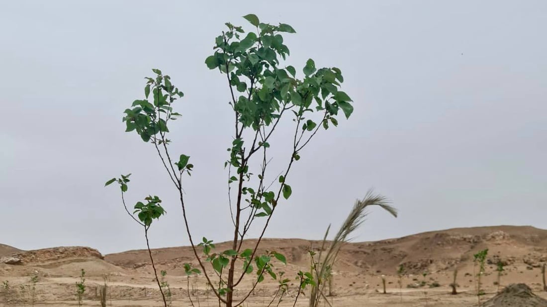 جنة فواكه في صحراء هيت.. مزارع يجني ثمار الري الحديث بعد 8 أشهر من العمل (صور)