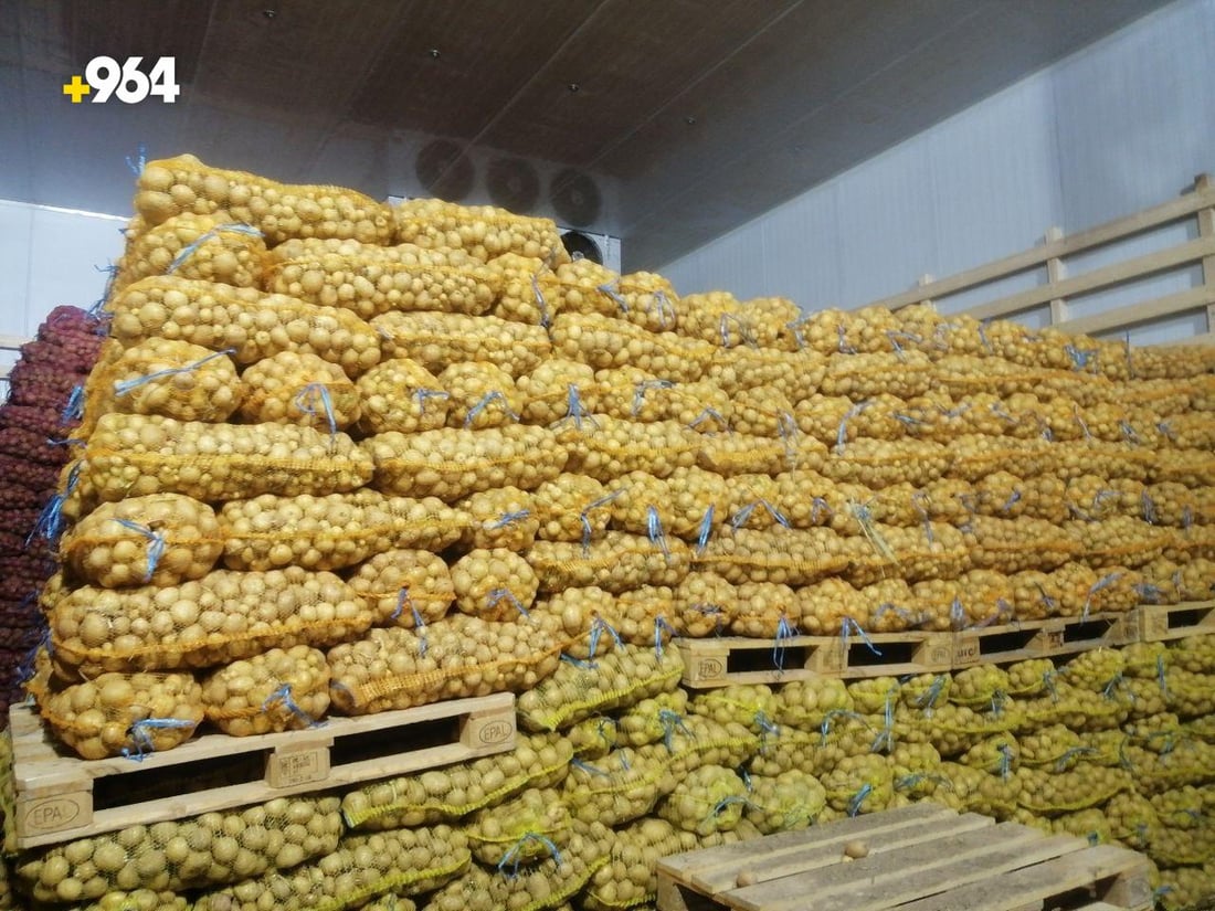 ربيعة: لن نبيع البطاطا بهذا السعر الرخيص.. سنحفظها في المخازن 3 شهور (صور)