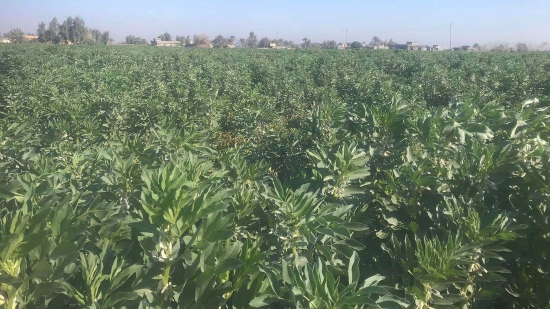 صور: الباقلاء العراقية نزلت.. المزارعون يأملون أن لا تنهار الأسعار تحت 400 دينار