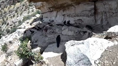 ئەوەیە دەڵێت گورگ و مەڕ بەیەکەوە ئاو دەخۆنەوە