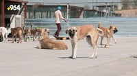 كردستان يستأنف جمع الكلاب السائبة في أيلول.. 100 حيوان تخ...