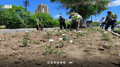 پارکی ئازادی و 60 مەتریی سلێمانی بە 25 هەزار گوڵ دەڕازێندرێنەوە