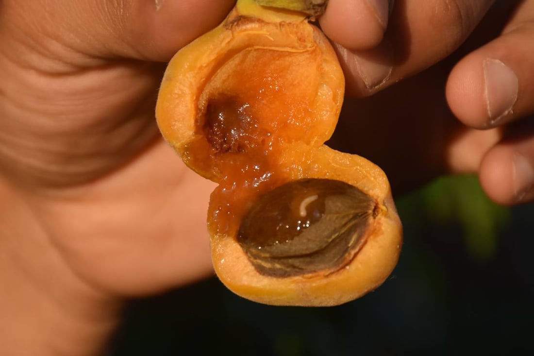 ئەمساڵیش قەیسی خانەقین بازاڕی نییە