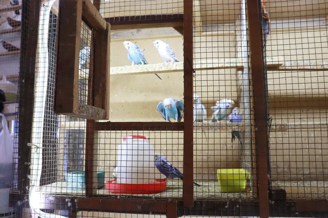 نظرة على أسعار الطيور في كربلاء من أحد أقدم “مطيرجية” طويريج (صور)