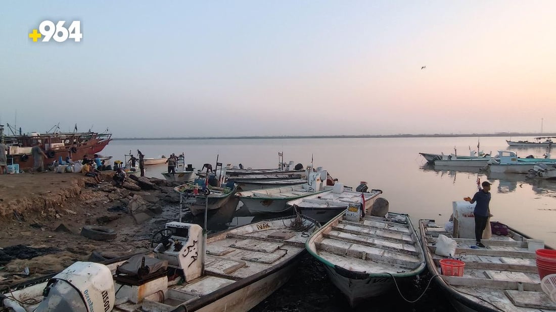 صور من مرسى النقعة.. قائمة بأسعار السمك في مزاد الفاو صبيحة الخميس