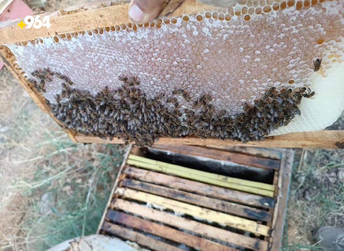 964mediaصورة من منصة (شبكة): 