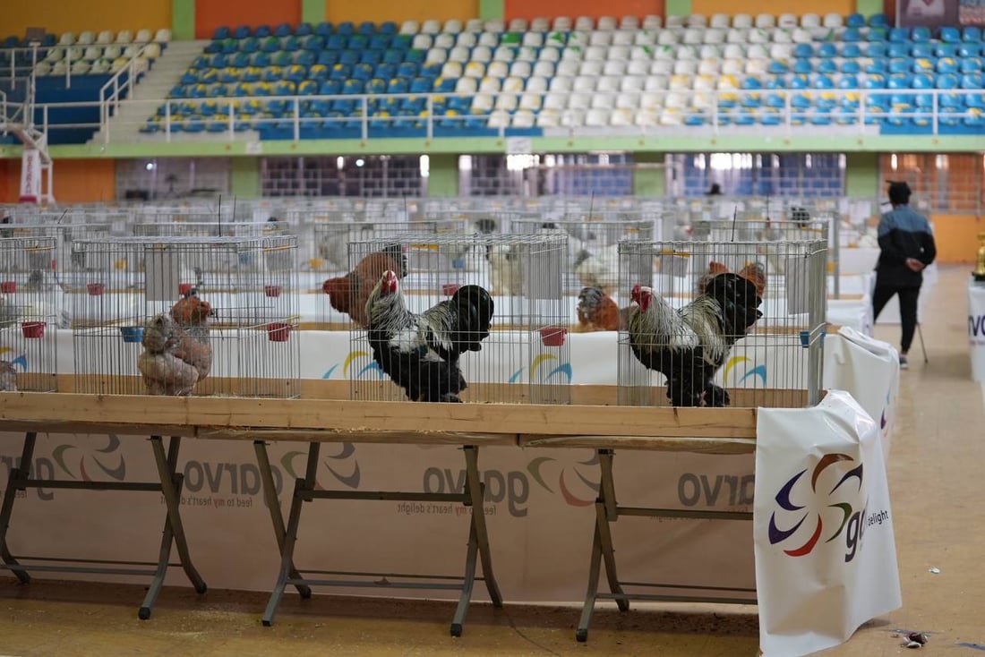 صور: دجاجة بصراوية وديك أربيلي أجمل طيرين في العراق.. مسابقة بإشراف تركي