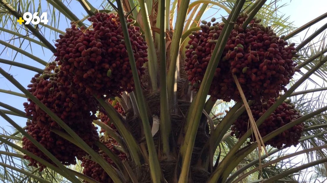 يدخل في صناعة خمر بعشيقة.. لماذا تصرّ كربلاء على زراعة الزهدي أرخص التمور؟