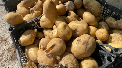 دهۆک ئەوەندەی پەتاتە هەیە پێویستی بە هاوردە نەبێ
