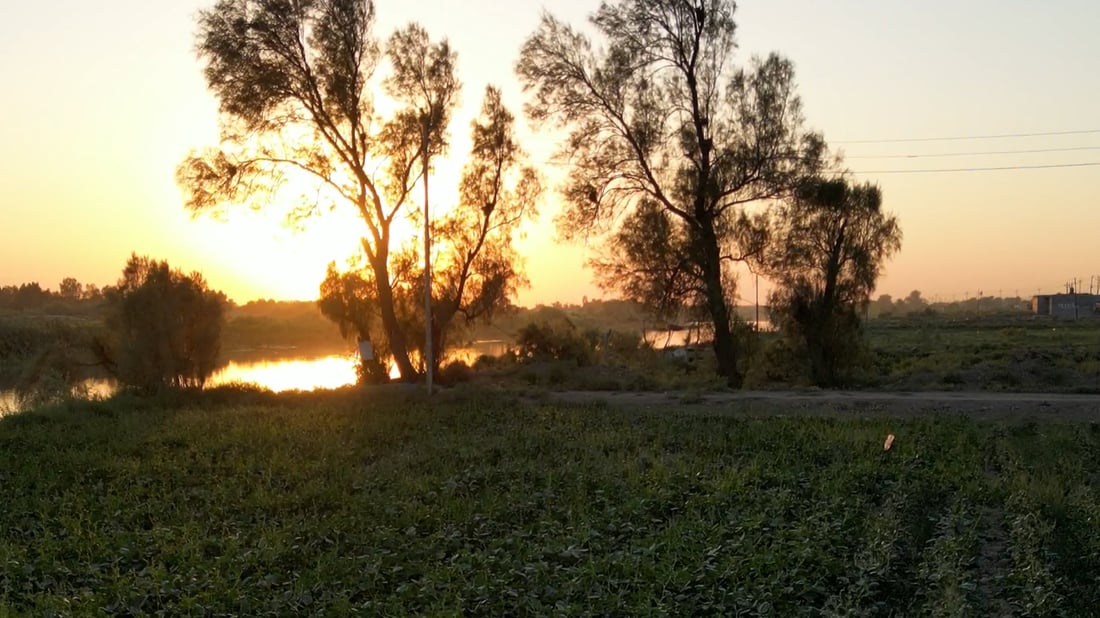 Farmers in Maysan shift to American cowpea variety as water shortages bite