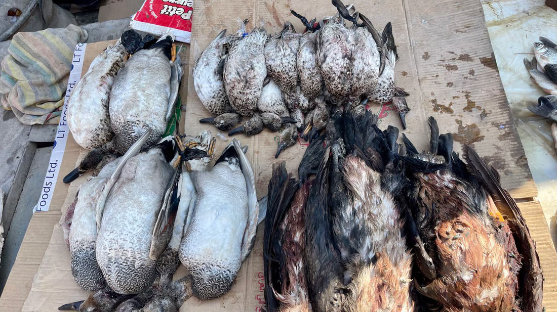 Bird hunting persists in Basra despite declining populations and ban