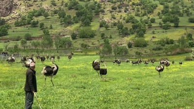 نەعامەی بیابان لە ناوچە كوێستانییەكانی كوردستان دەژیت