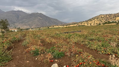 زەوییەکان سوور دەچنەوە؛ تەماتەی باڵەکایەتی فاتیحای دەوێت