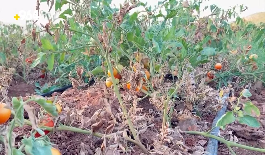 گورگە قڕانی بە تەماتەی برادۆست هێناوە