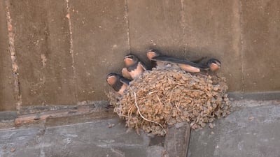 Oil change garage becomes seasonal nesting ground for dozens of swallows