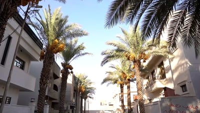 Palm-lined Mosul street sees renewed identity, revived harvests