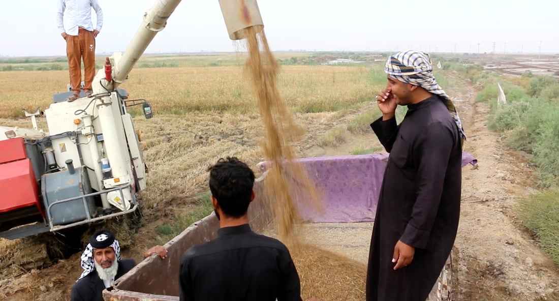 Amber rice harvest revived in Maysan but farmers face market challenges