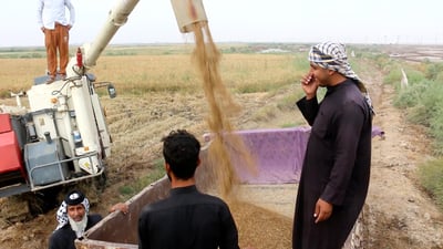 Amber rice harvest revived in Maysan but farmers face market challenges